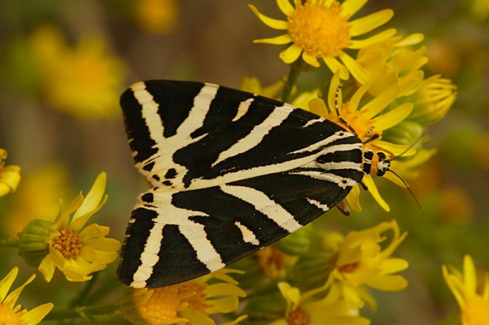 Euplagia cuadripunctaria Poda (Hypsidae)